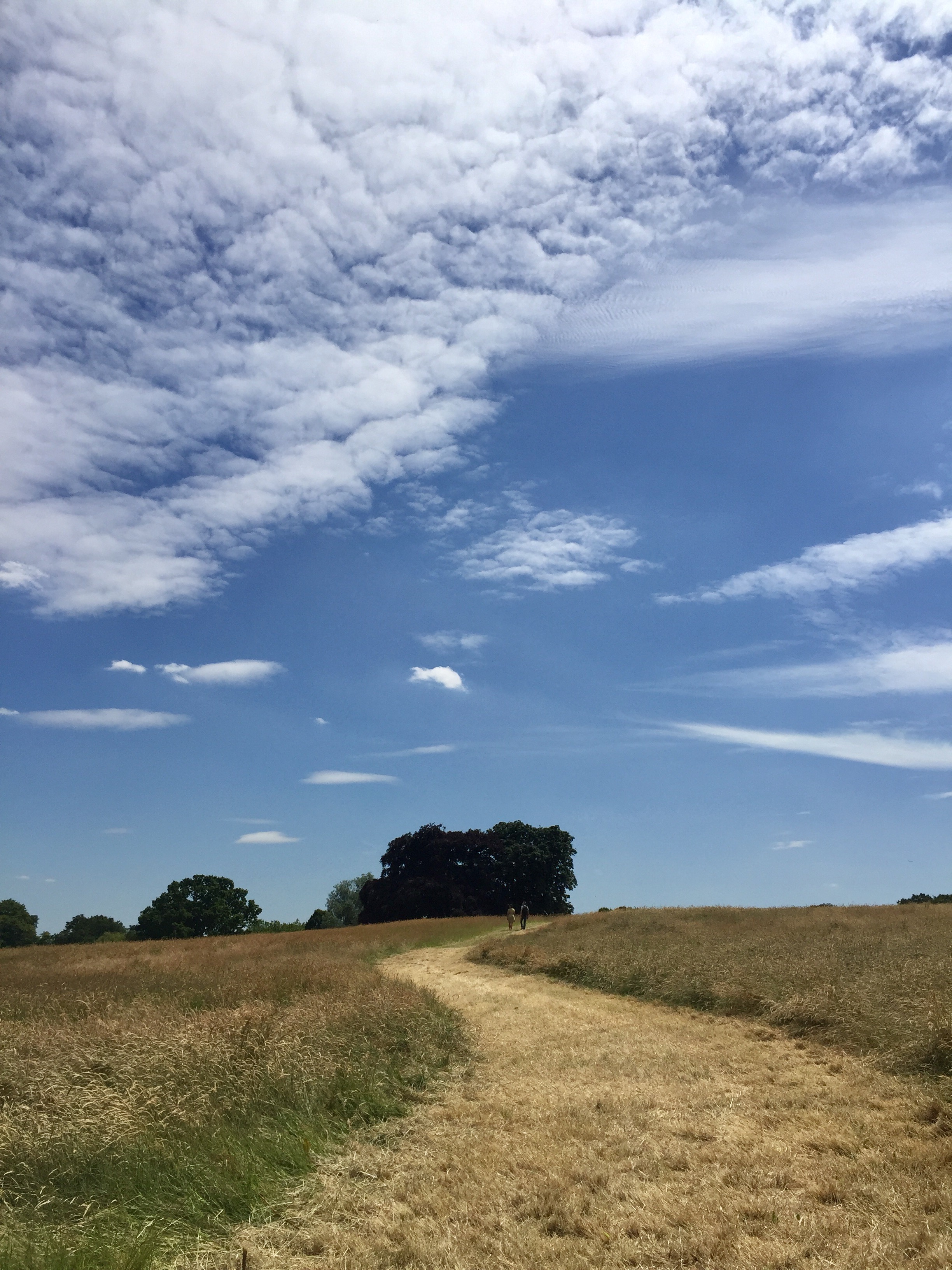 hampstead-heath-blue-skies
