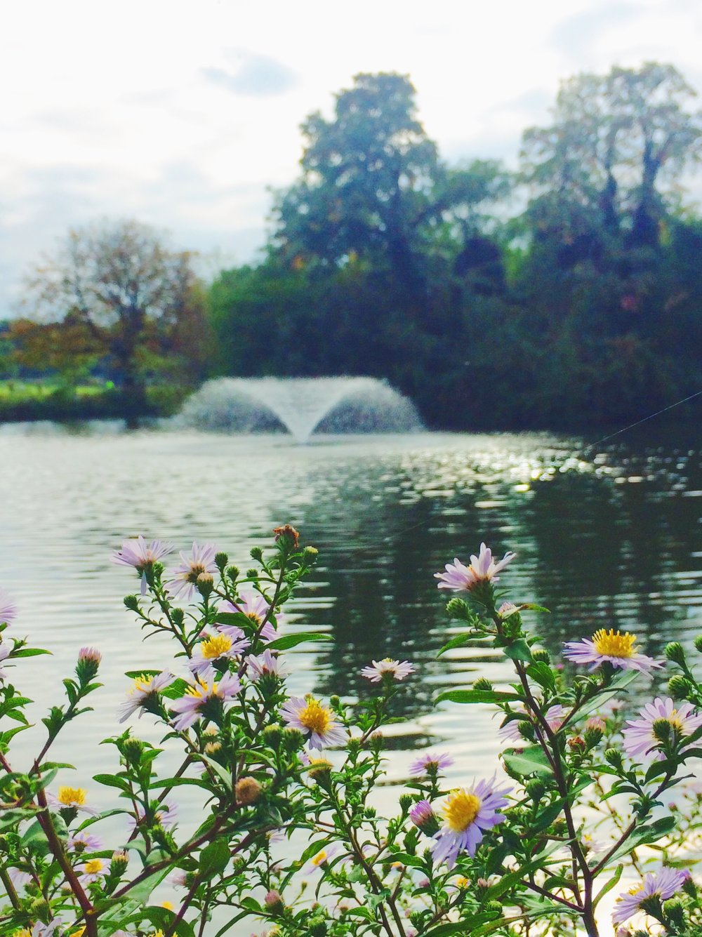 clissold-park-flowers-and-lake