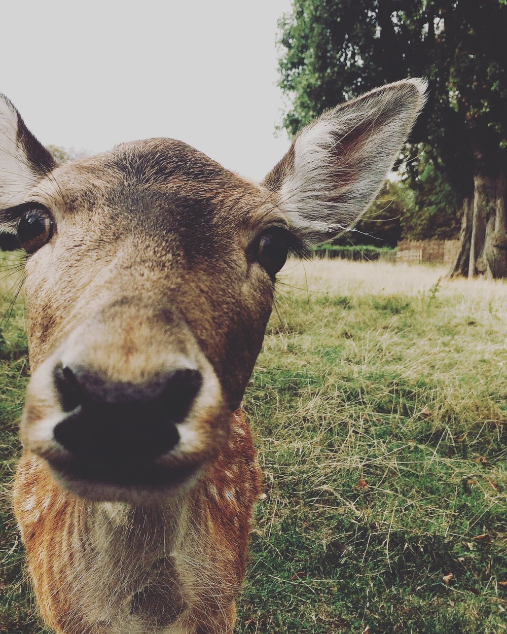 clissold-park-cute-deer