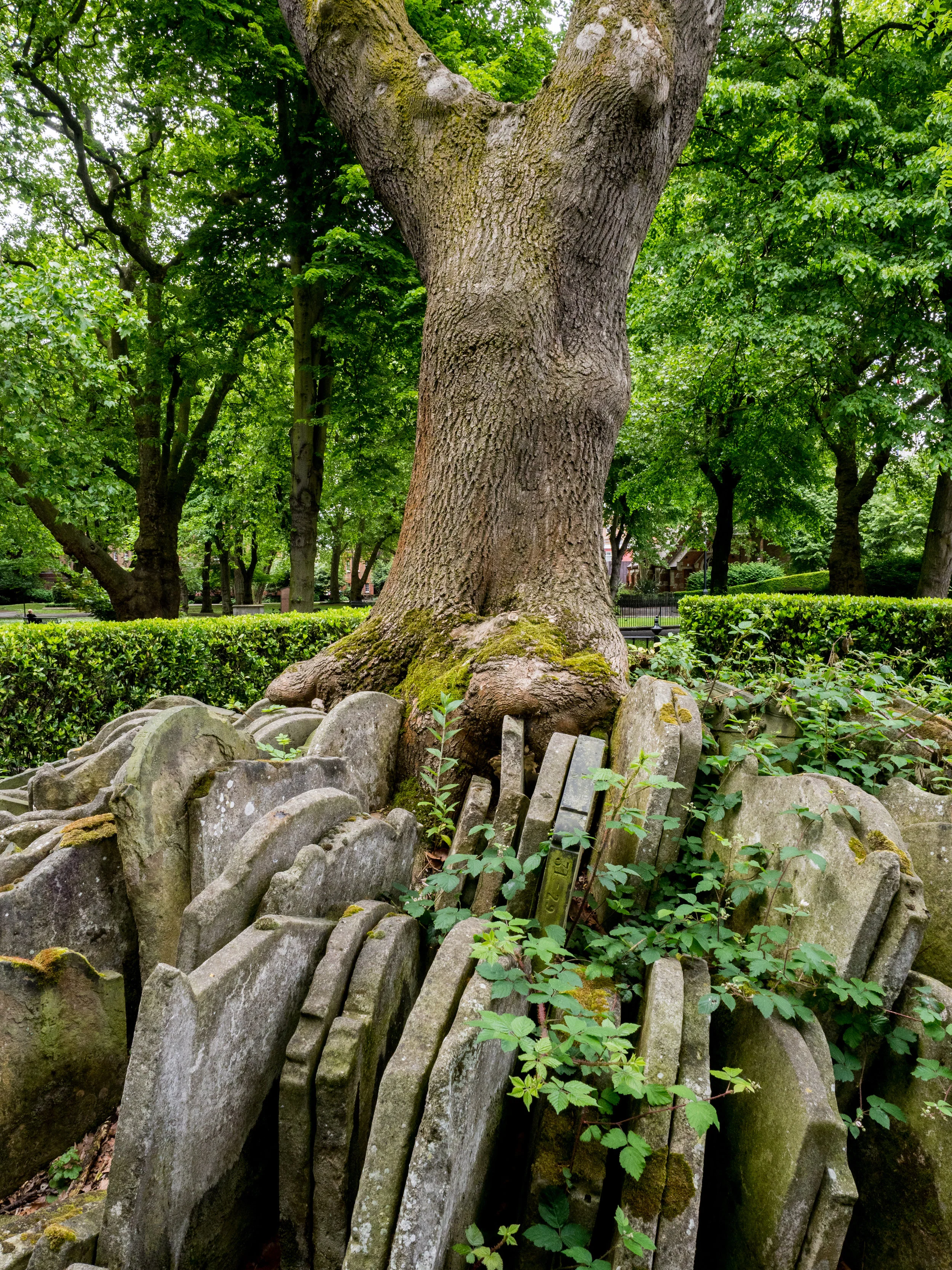 Go Jauntly & Woodland Trust