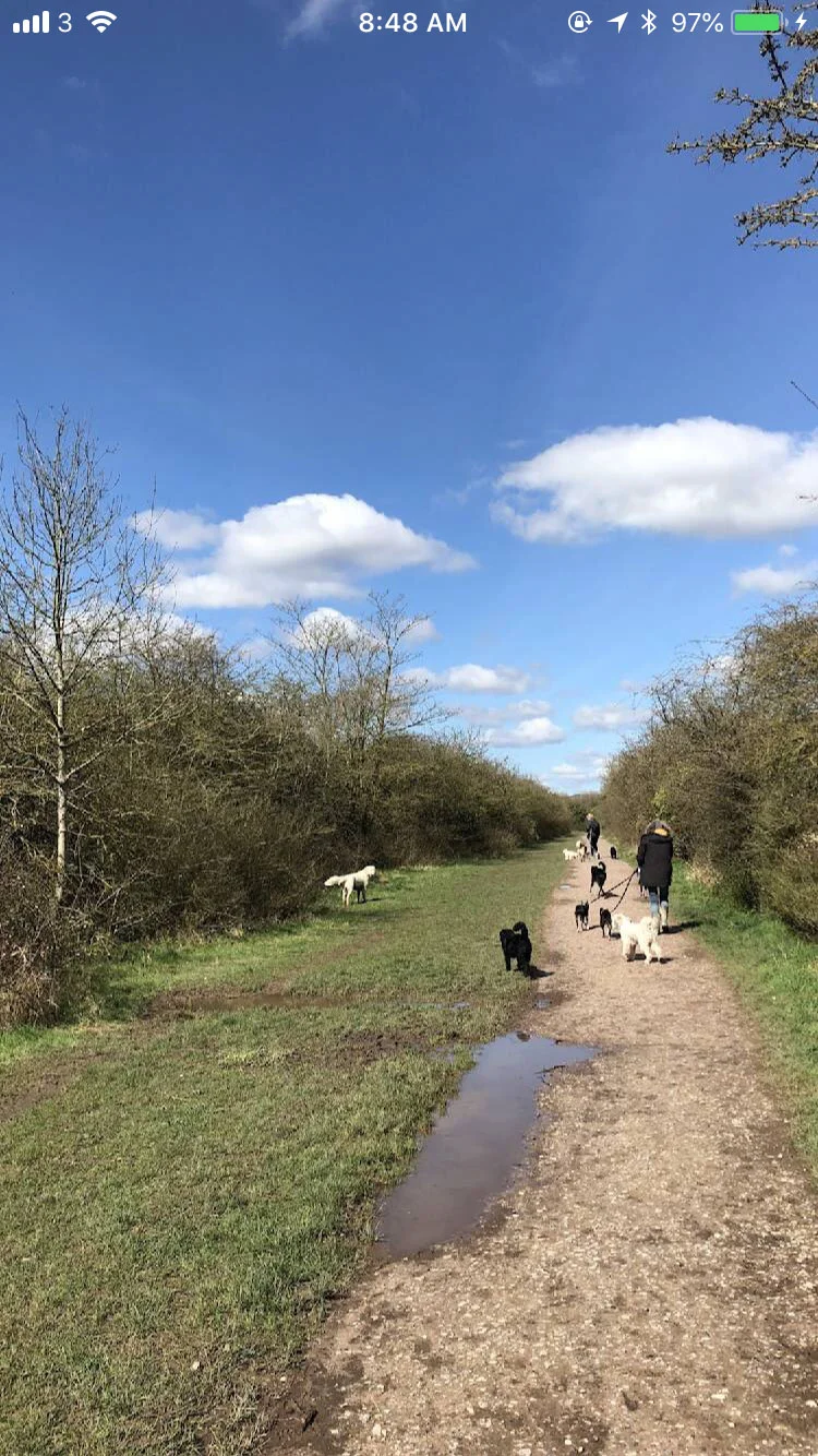 8 Great Dog Walks Around the UK