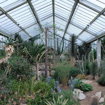 Kew-Succulent.jpg