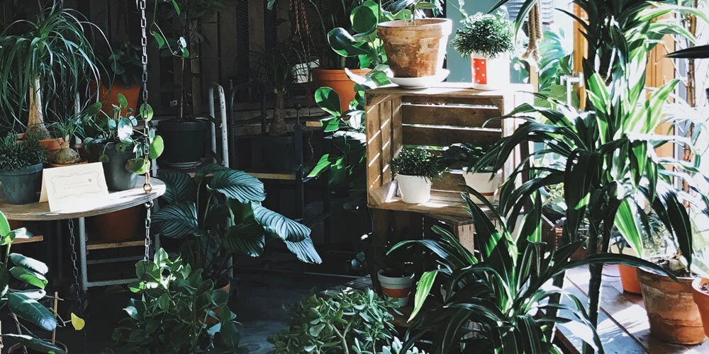 plantshop.jpg