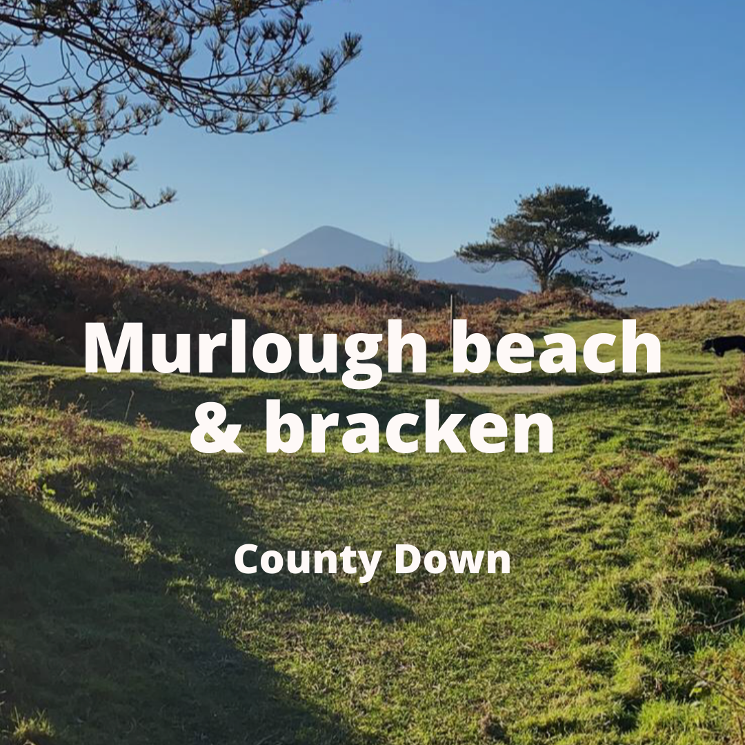 Copy of Christmas email - Murlough.png