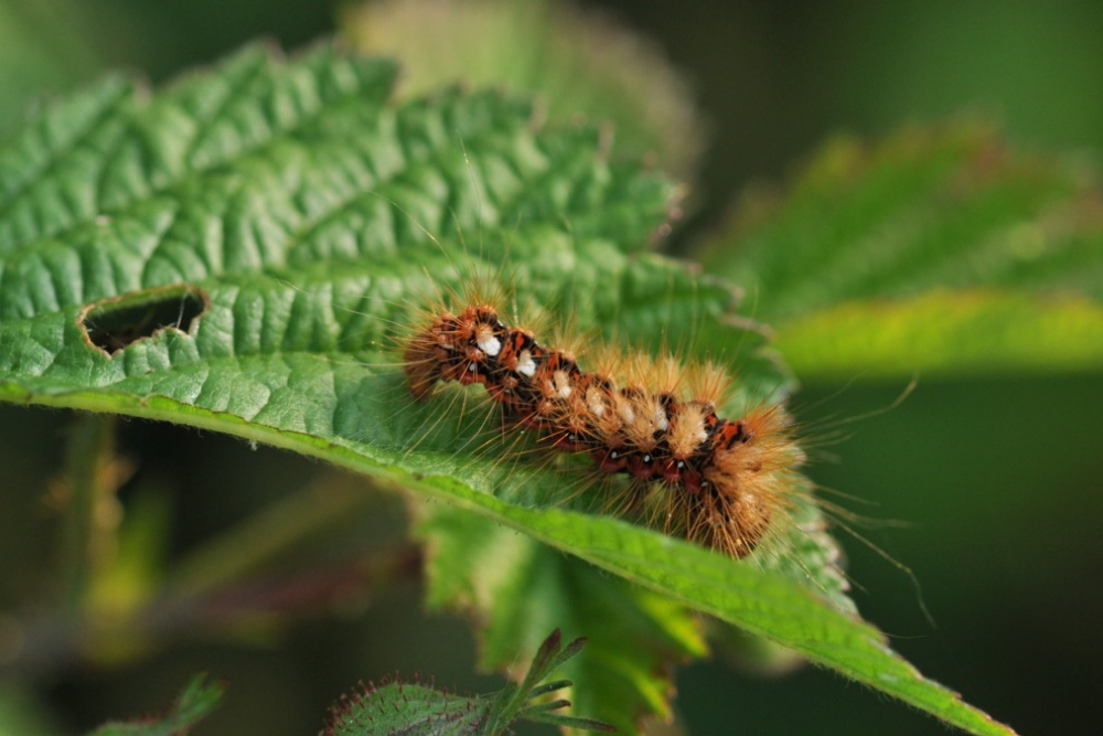 Caterpillar Crawl ©Tony Duckett