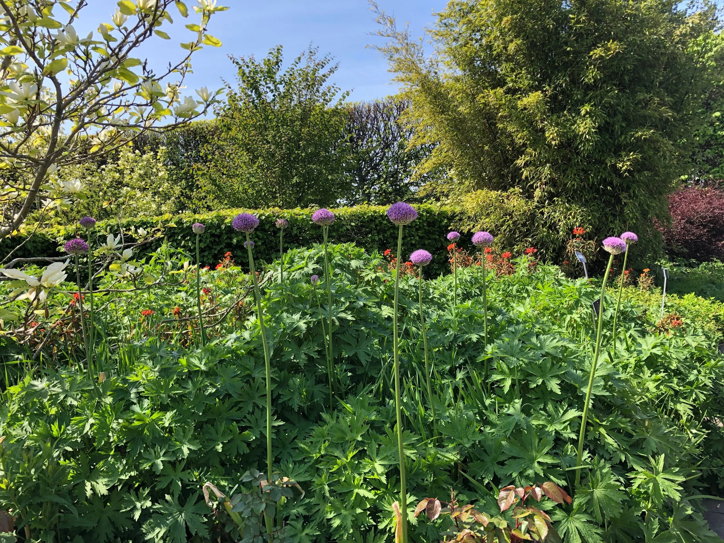 Six things humans can learn from plants this spring 