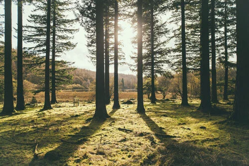 Celebrate International Day of Forests With Go Jauntly