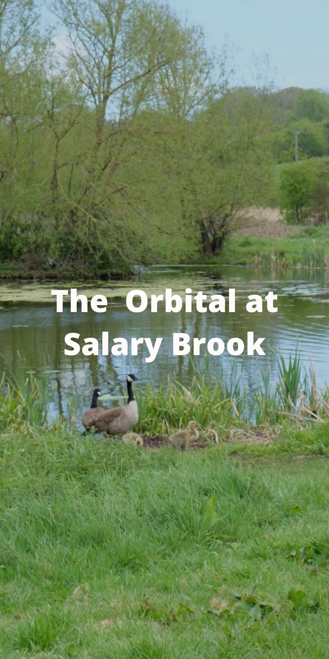 Orb Salary Brook.png