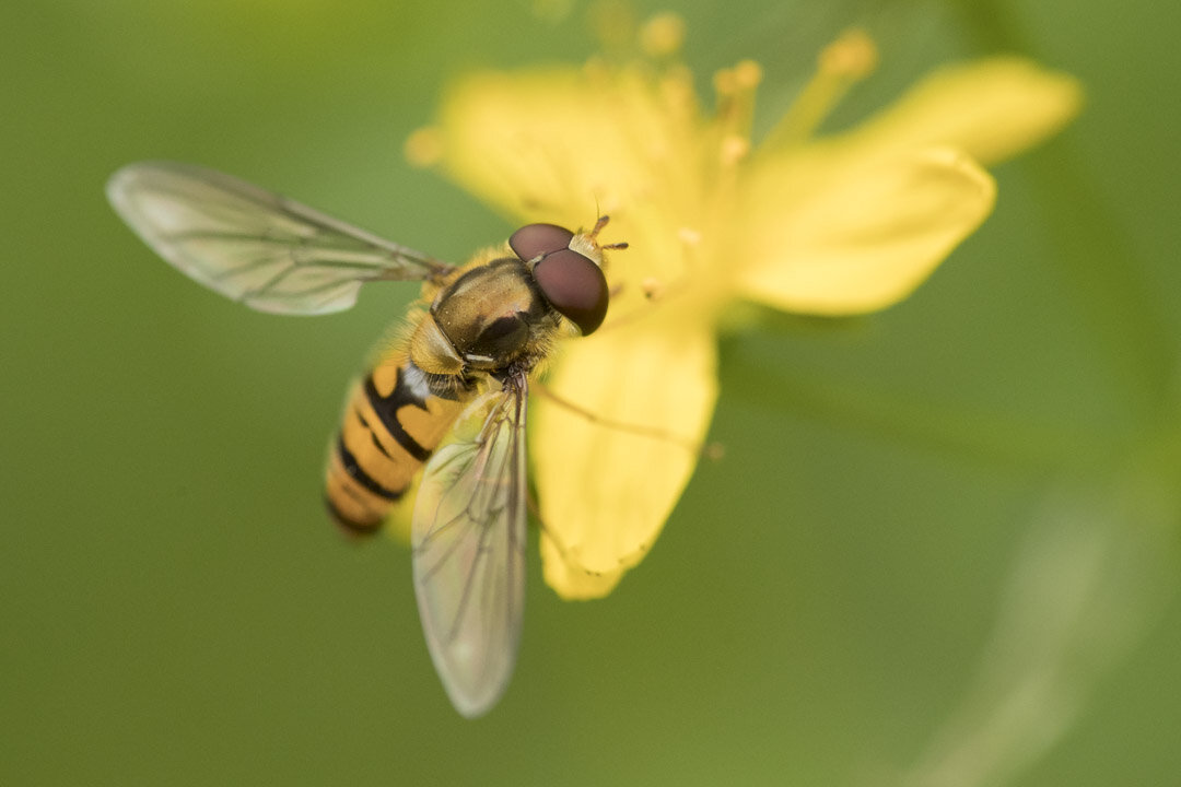Hoverfly Hop 1 (C) TRP &amp; Penny Dixie.