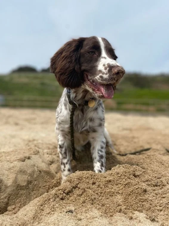 Best Dog-Friendly Beach Walks in the UK