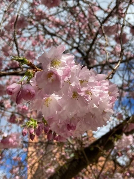 8 of the Best Spring Walks in the UK