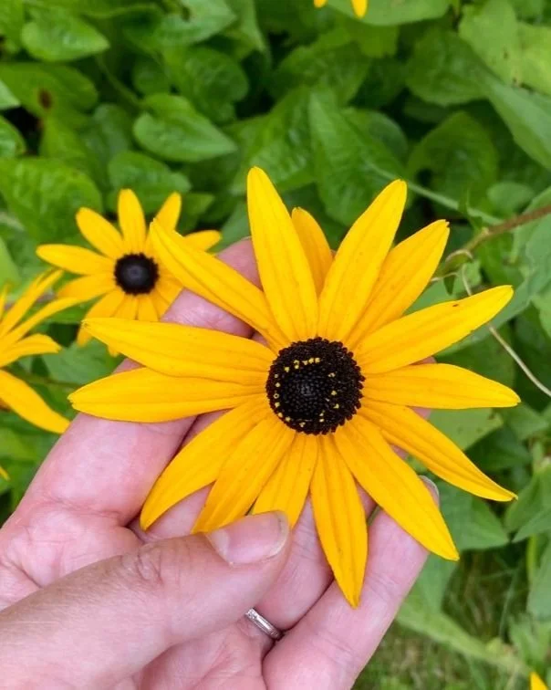 Connect Children with Nature: Lesson Plan in Nature Connectedness 