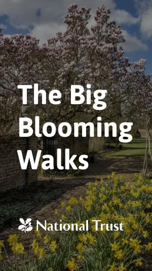 Bloom! Go Jauntly x National Trust Bring 14 New Blossom Walks to UK towns and cities.
