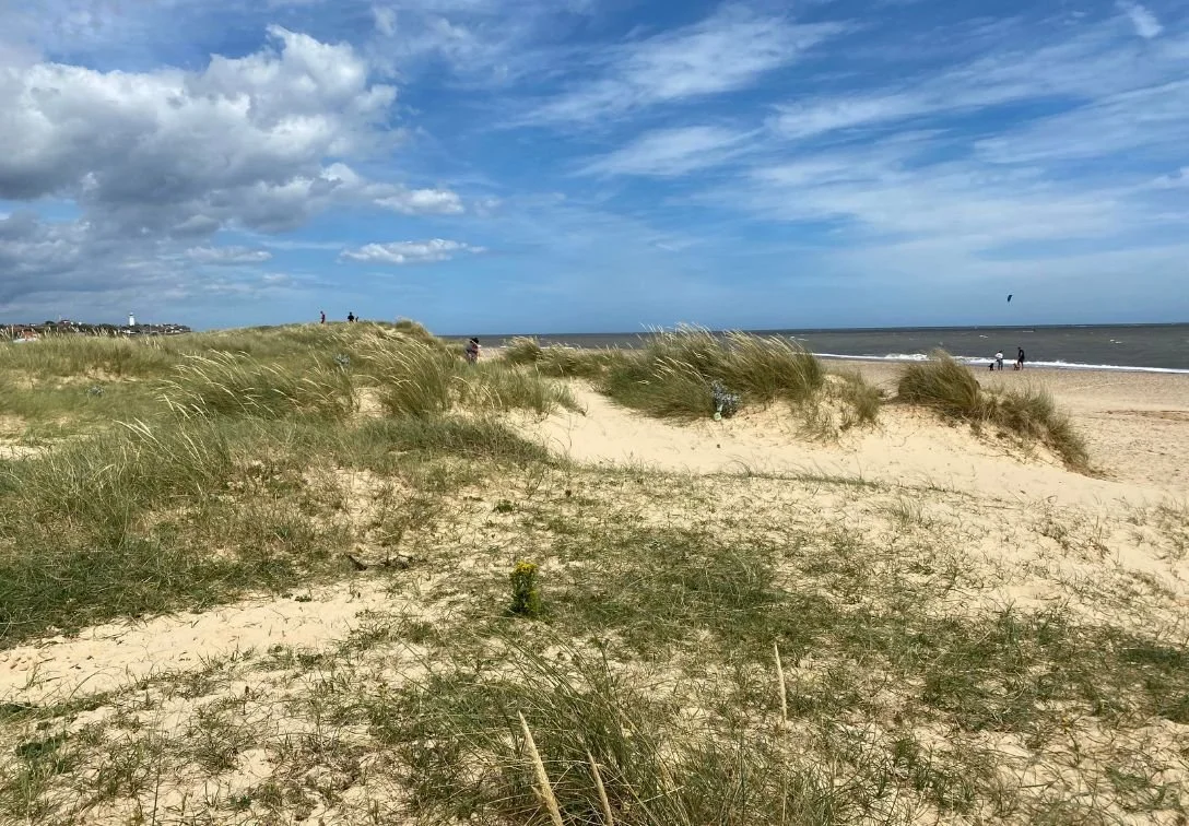 Best DogFriendly Beach Walks in the UK — Go Jauntly