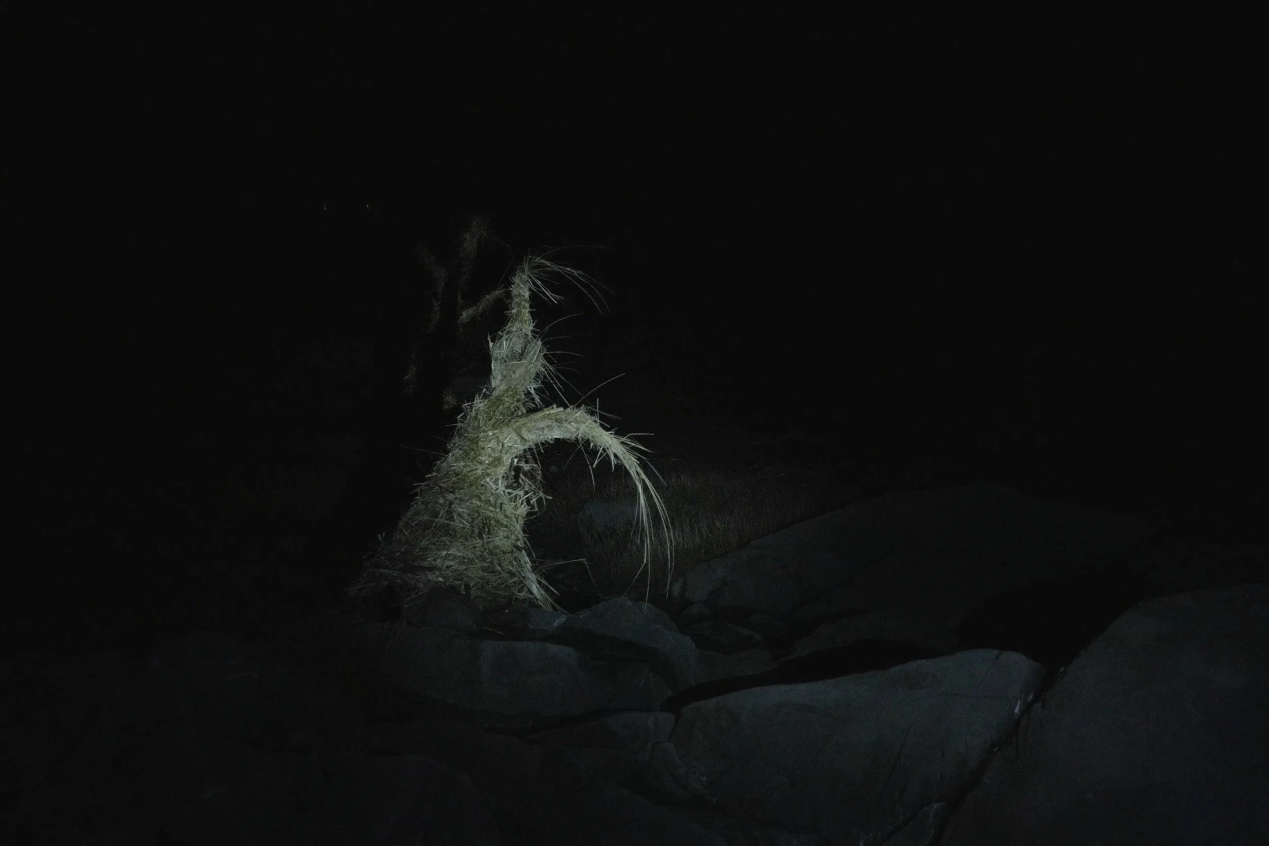  © Kinga Michalska et Sarah Chouinard-Poirier,  Feu de paille · Słomiany zapał · The Last Straw,  extrait de la vidéo (2026) 