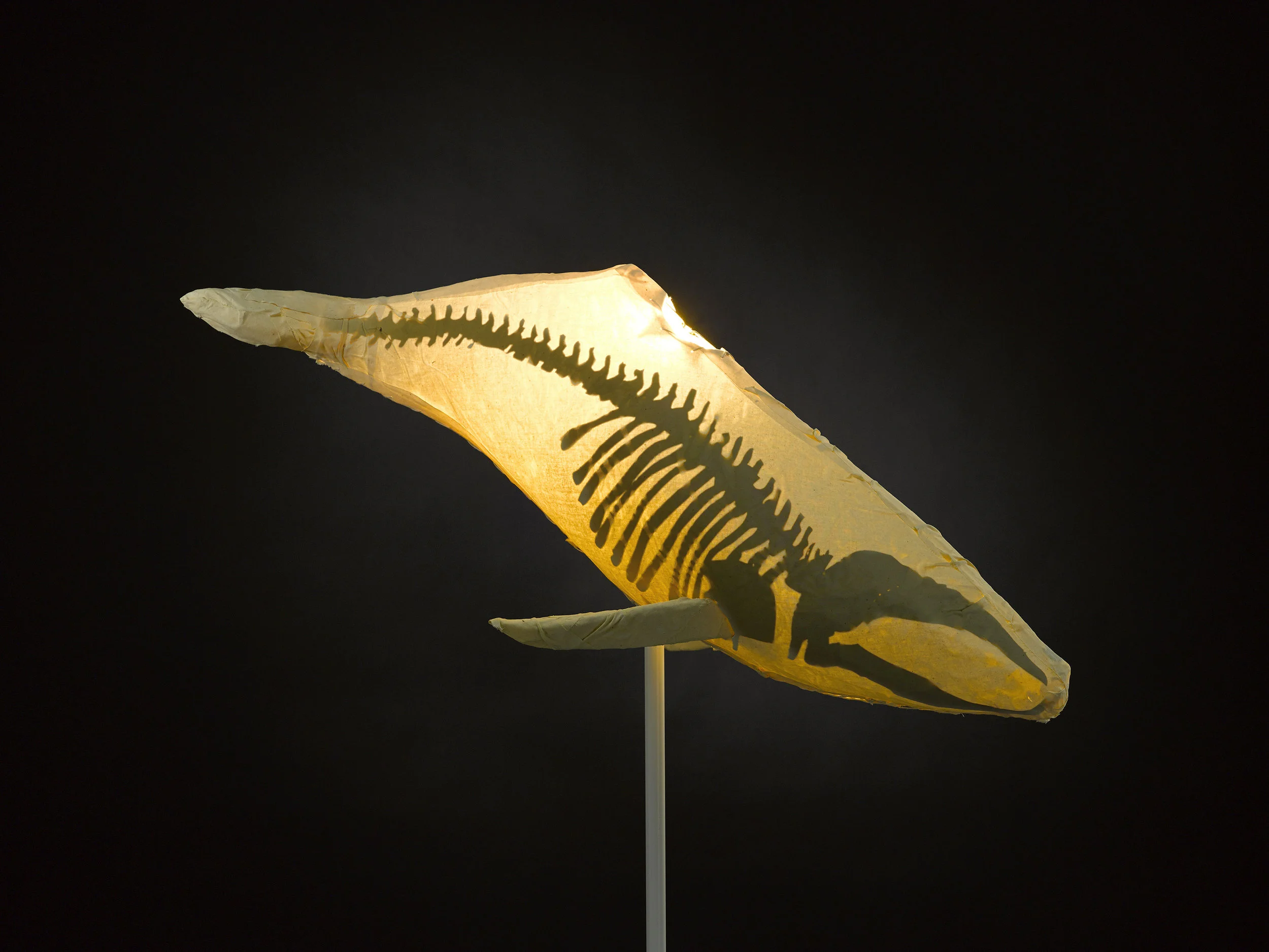 humpback.jpg