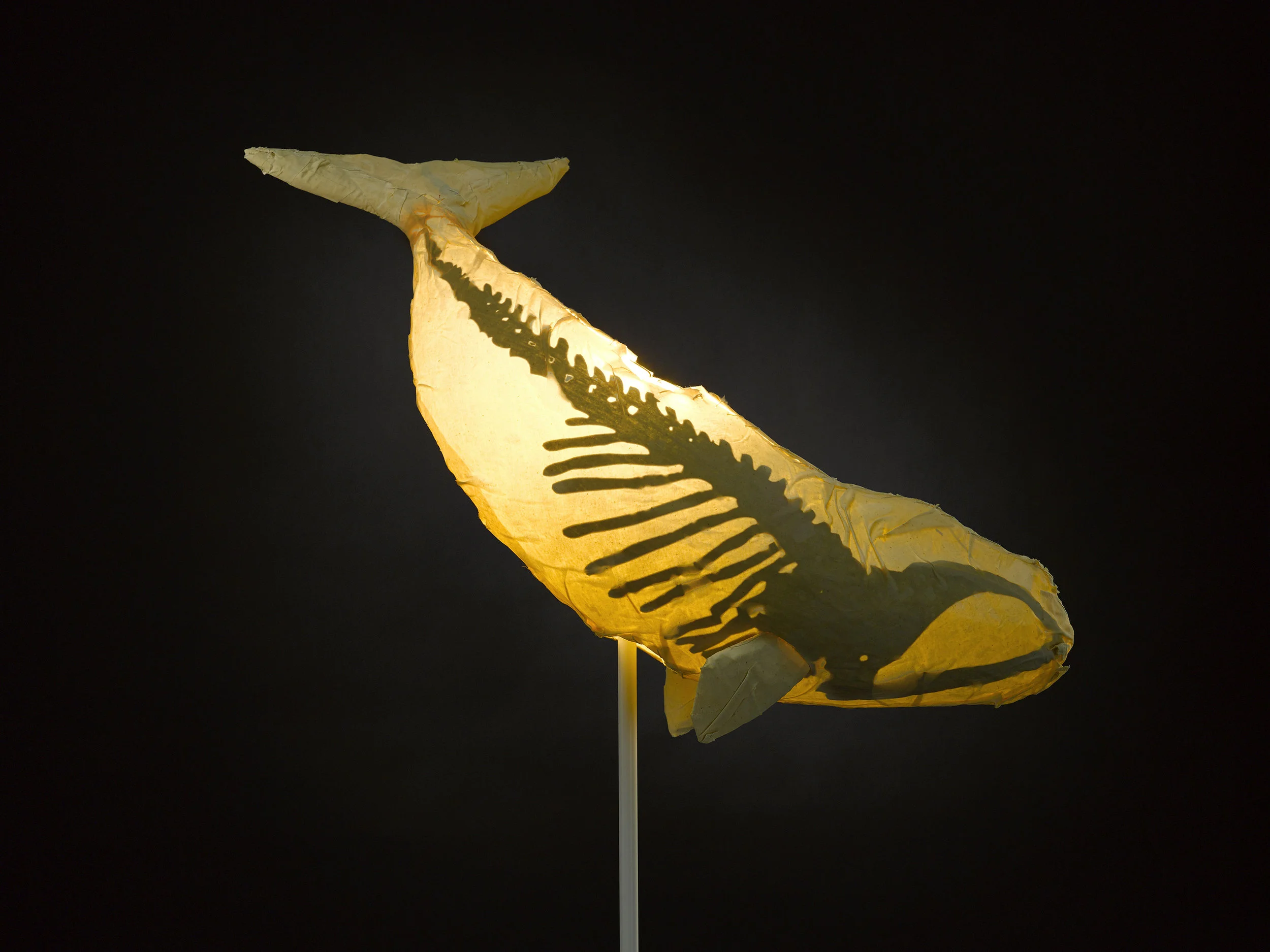 rightwhale.jpg