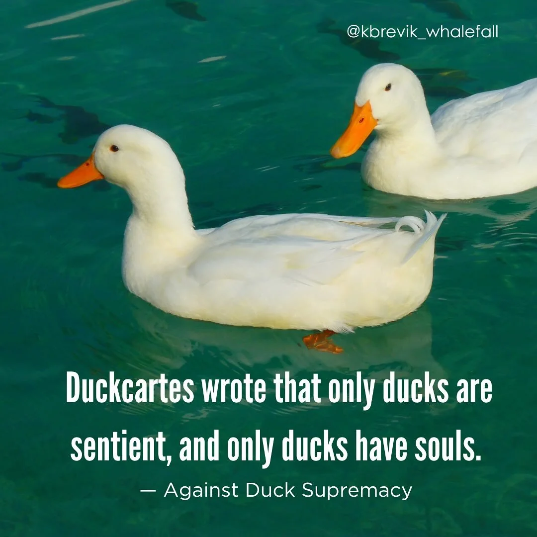 Watch out for ducks out there!