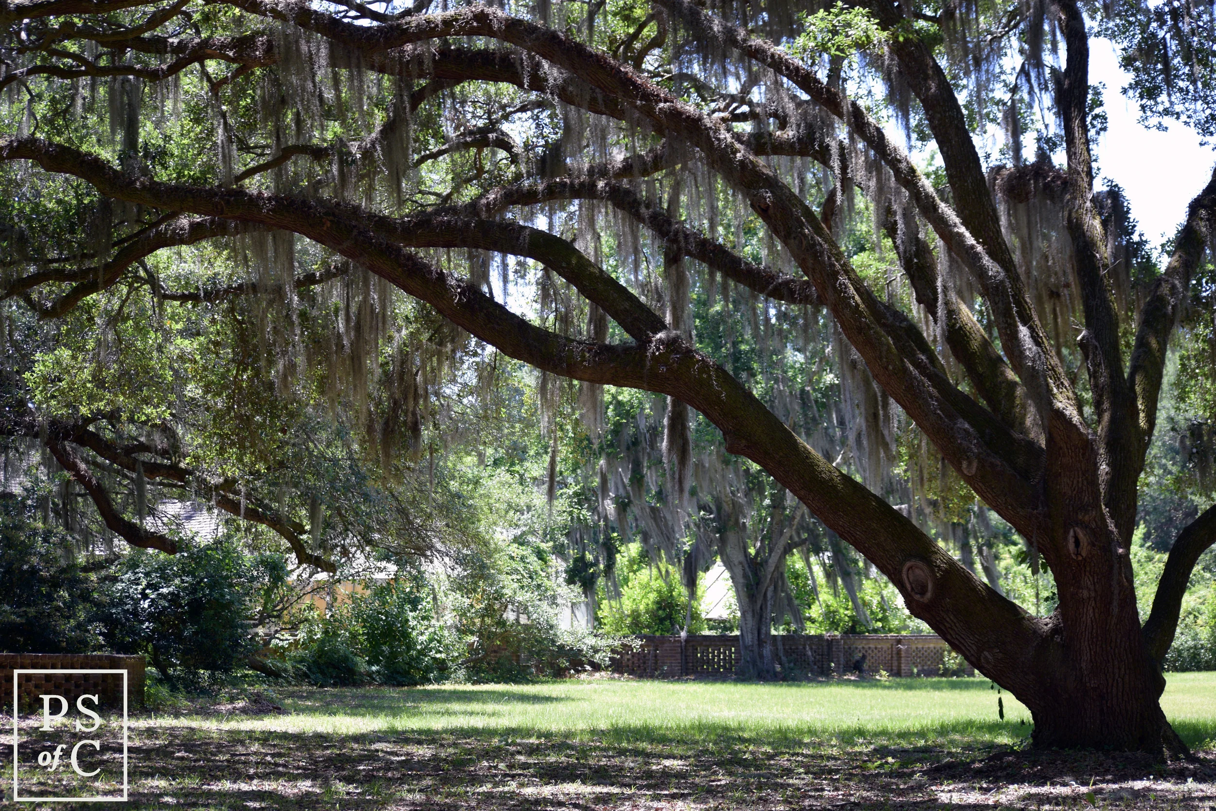 DSC_0250.jpg