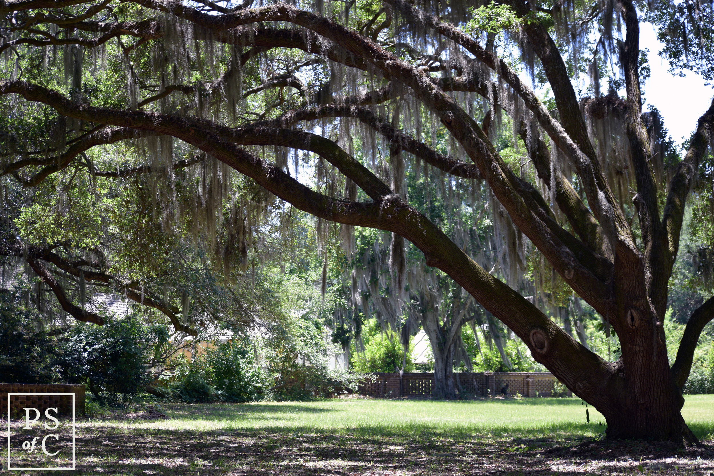 DSC_0250.jpg