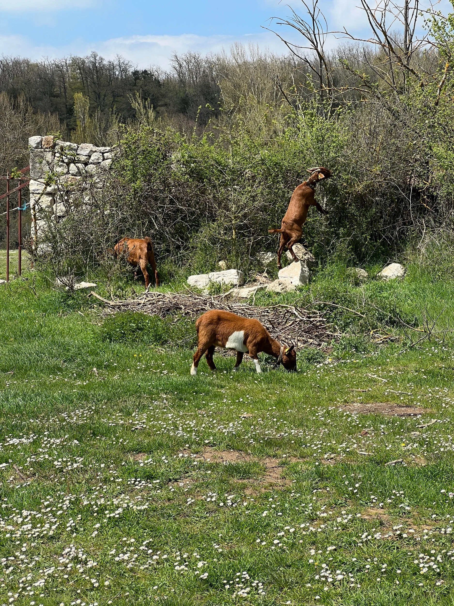 IMG_3735.jpeg