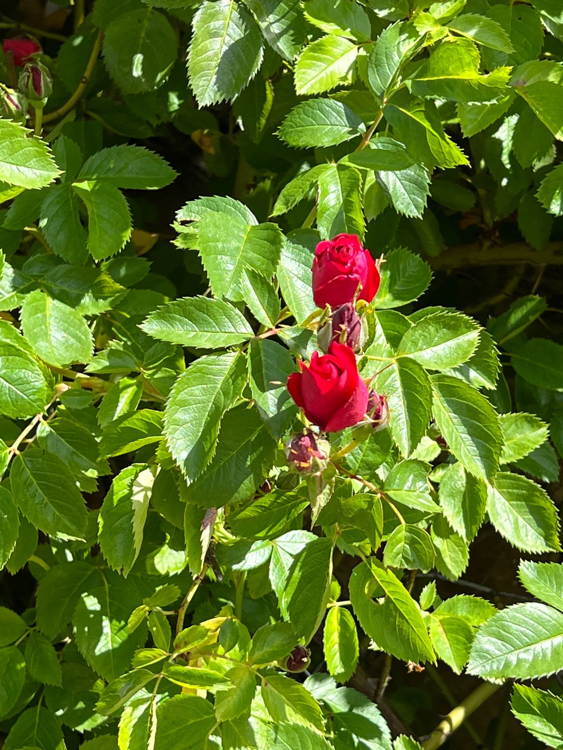 IMG_5537.jpeg