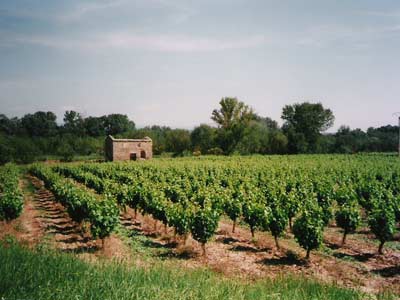 vineyards-BIG.jpg