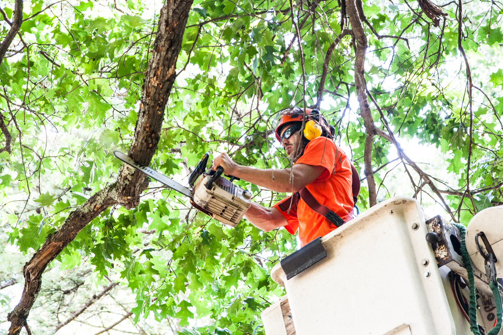 Tree Service Clearwater Fl