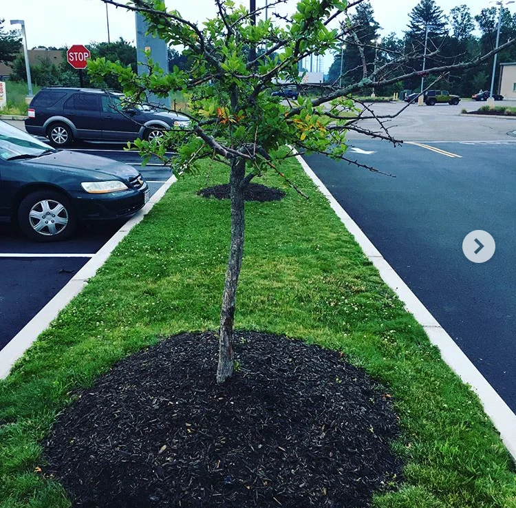 Volcano mulch piled up against a young crabapple in Chicopee, MA (2017)