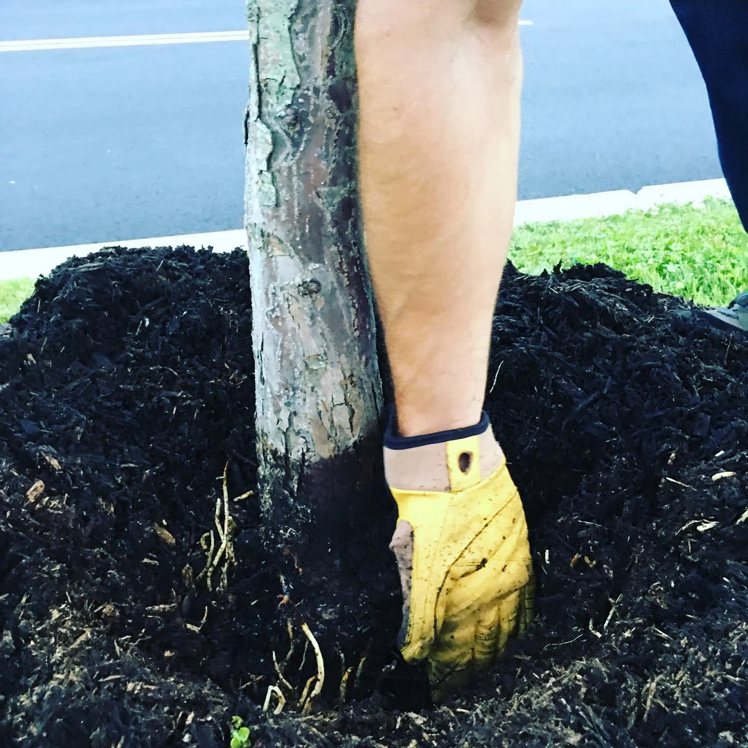 This is how deep the trunk was buried, completely unnecessarily.
