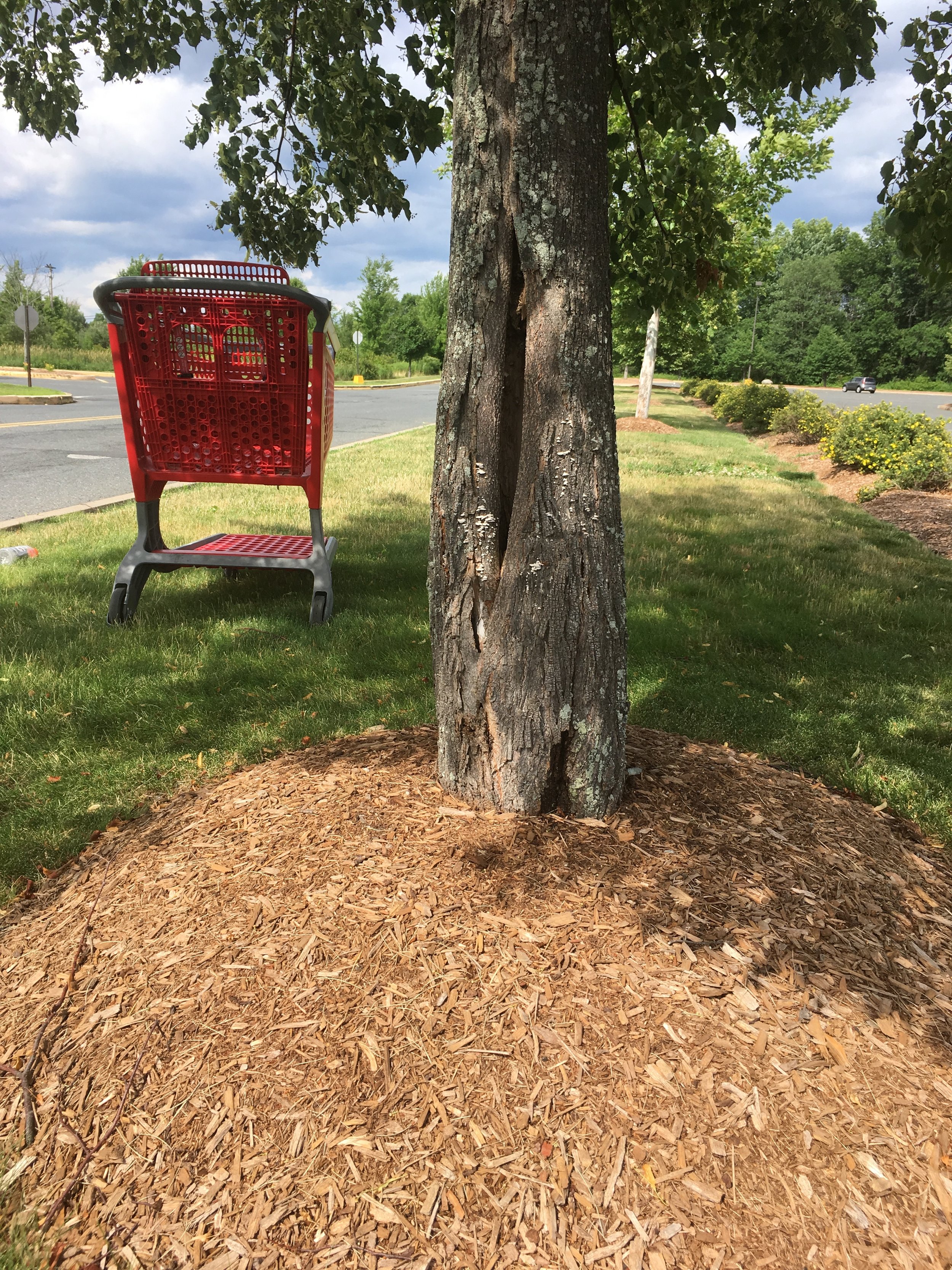 Volcano Mulch Spotted In Chico, Tall Tree Landscaping Belchertown