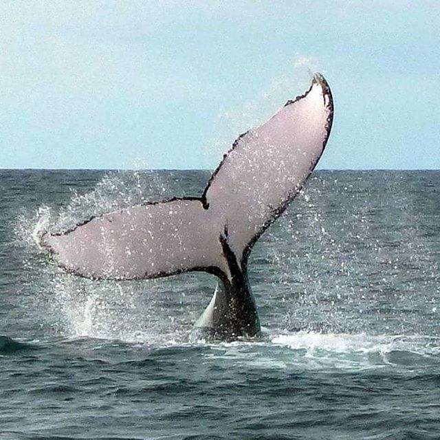 Oh, hi there! #WhaleWatching season is here and now you can book your special-offer-tour from Azuero Pedasi through @pedasitours, offering an incredible price per person: $199 ($340 regular) only during august 🐳. Don't miss it! #Azuero #Pedasi #Pana