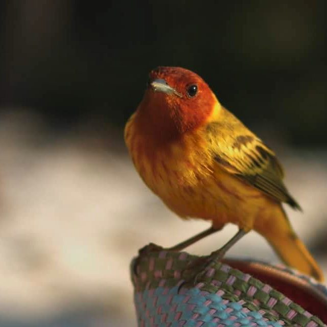 Did you know Panama holds nearly 950 species of birds? The rain forest in Pedasi is a wonderful location to enjoy the singing of all of these 🐦. Come visit! #AzueroHills #Pedasi #Azuero #LosSantos  #Panama #birds #nature #ecoturism #BirdWatching.