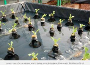 Hydroponics