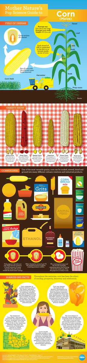 Summer Corn!
