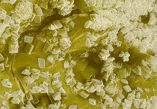 Fruit Leathers: Not Just for Kids