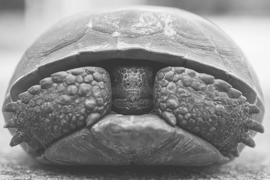 How is an 8th grader like a turtle?