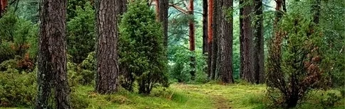 pexels pine trees 484 x 309.jpeg