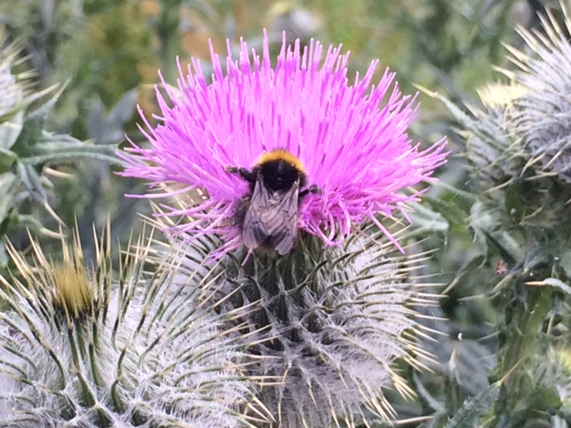 Bee observant! Beauty is all around us.