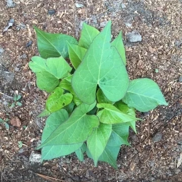 A Sweetpotato In Progress