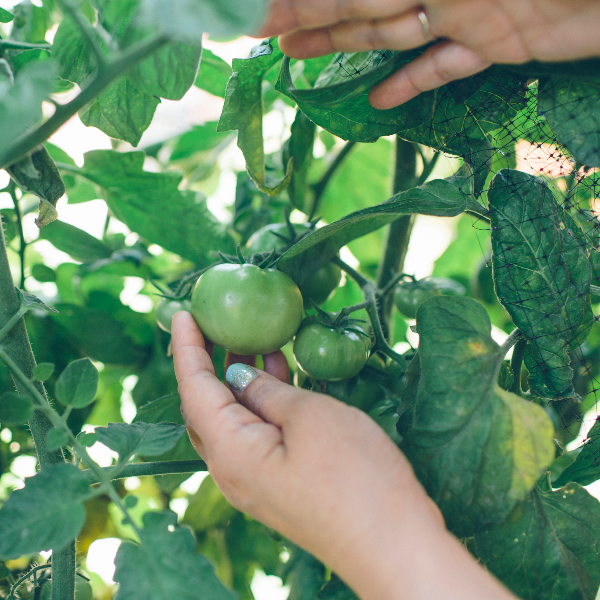 garden.jpg