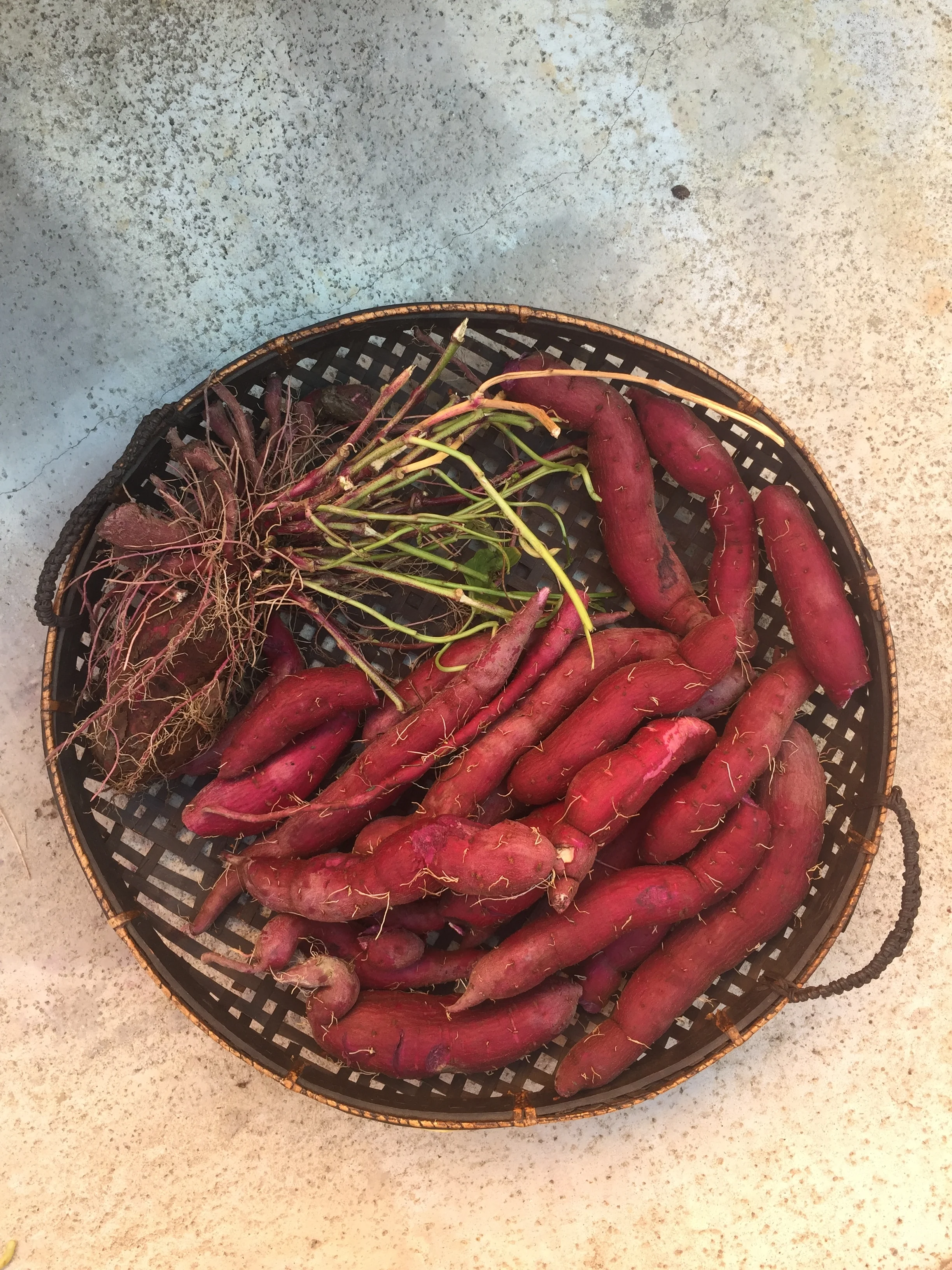 How to Plant A Sweet potato