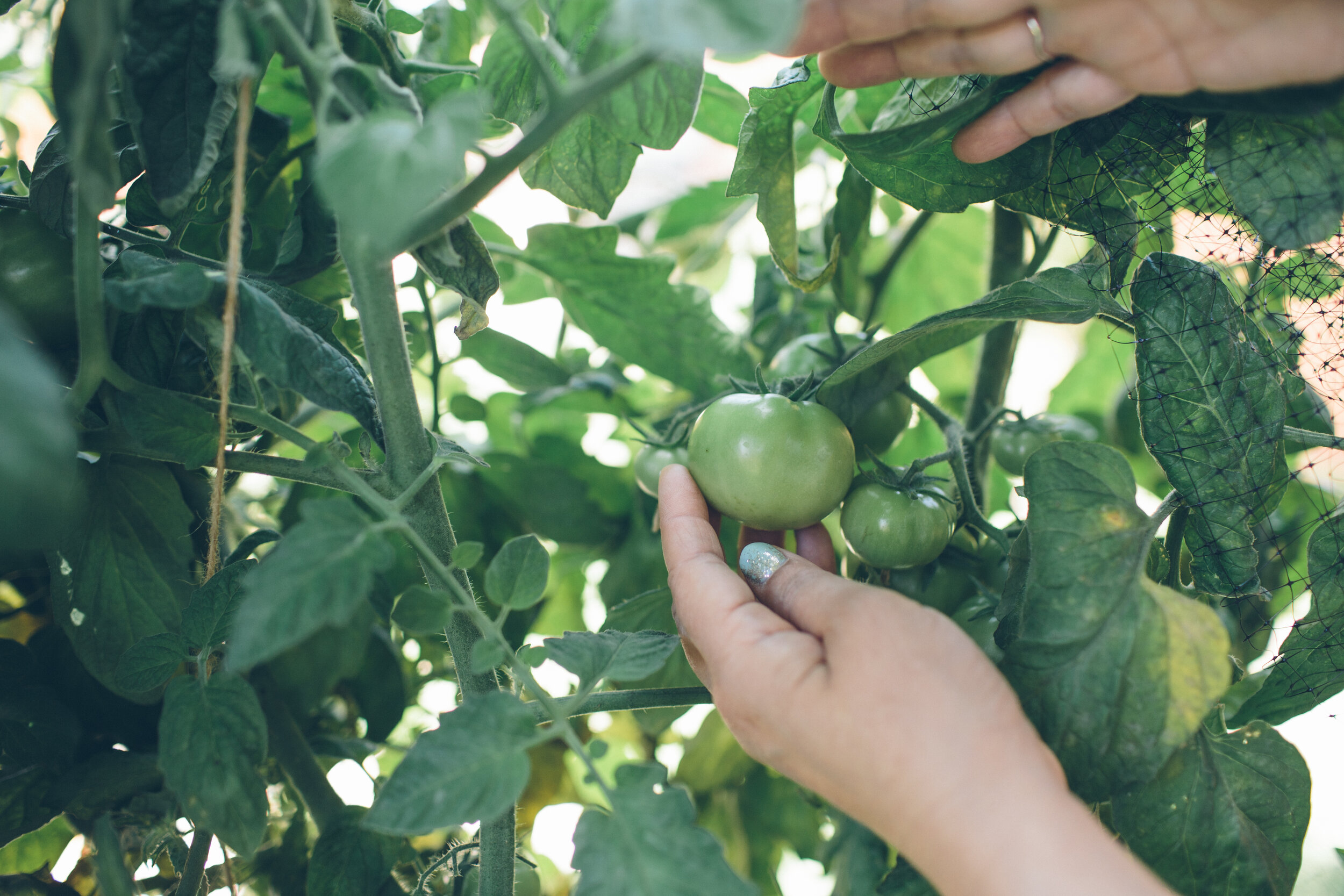 Gardening Coaching - 15min. online session