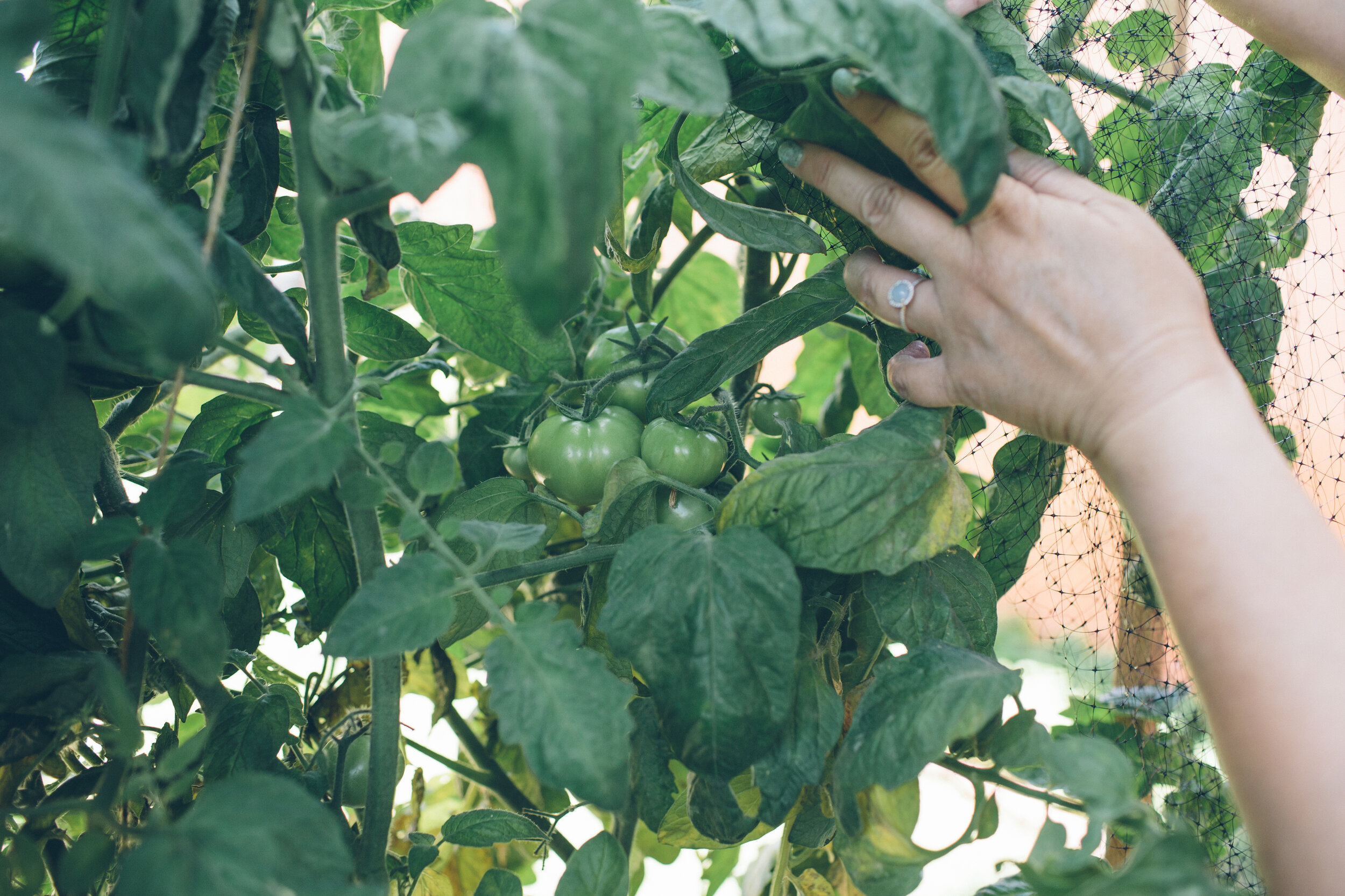 Gardening Coaching - 30 minutes online session