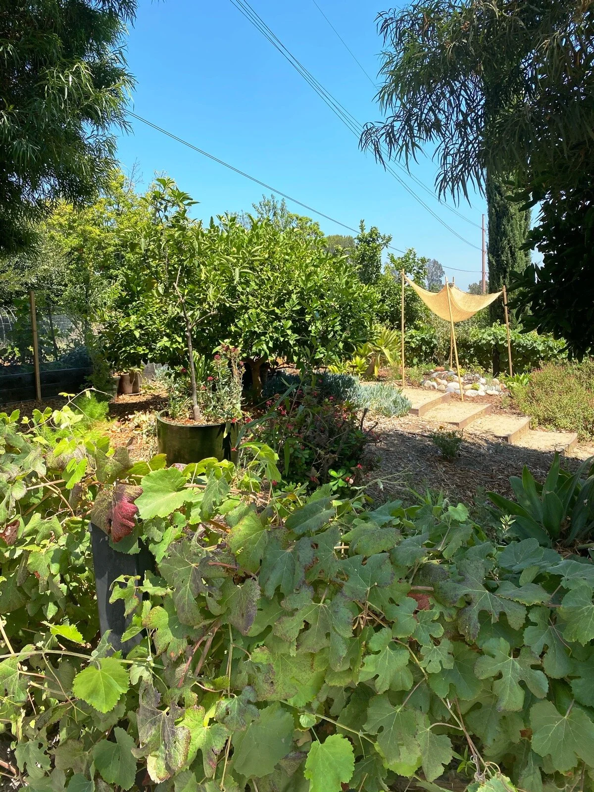 AfterlightImage 5.JPG