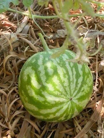 AfterlightImage 7.JPG