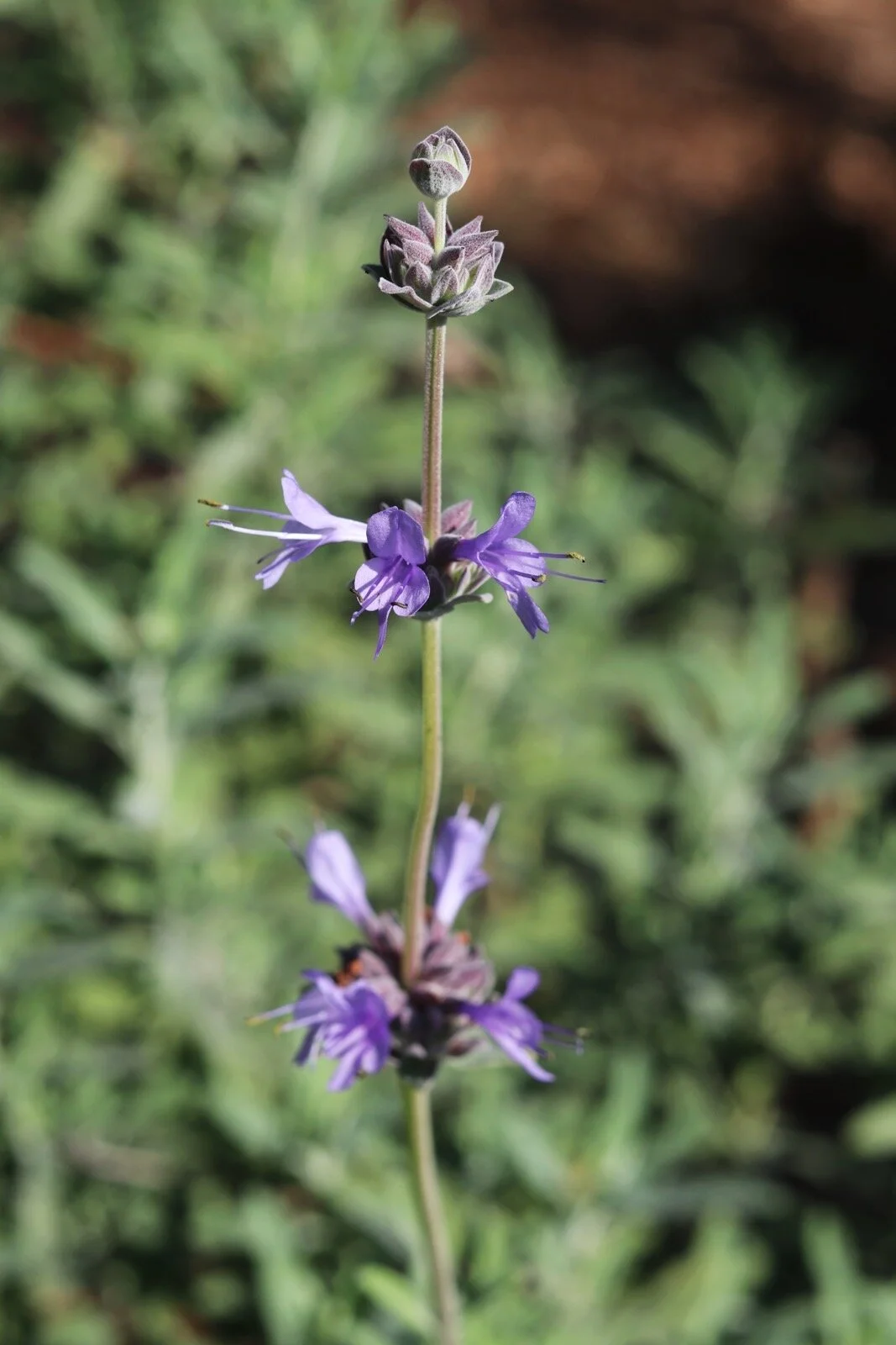 AfterlightImage 11.JPG