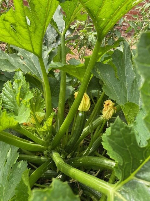 Ellume Permaculture Care & Maintenance Plan - $600/month