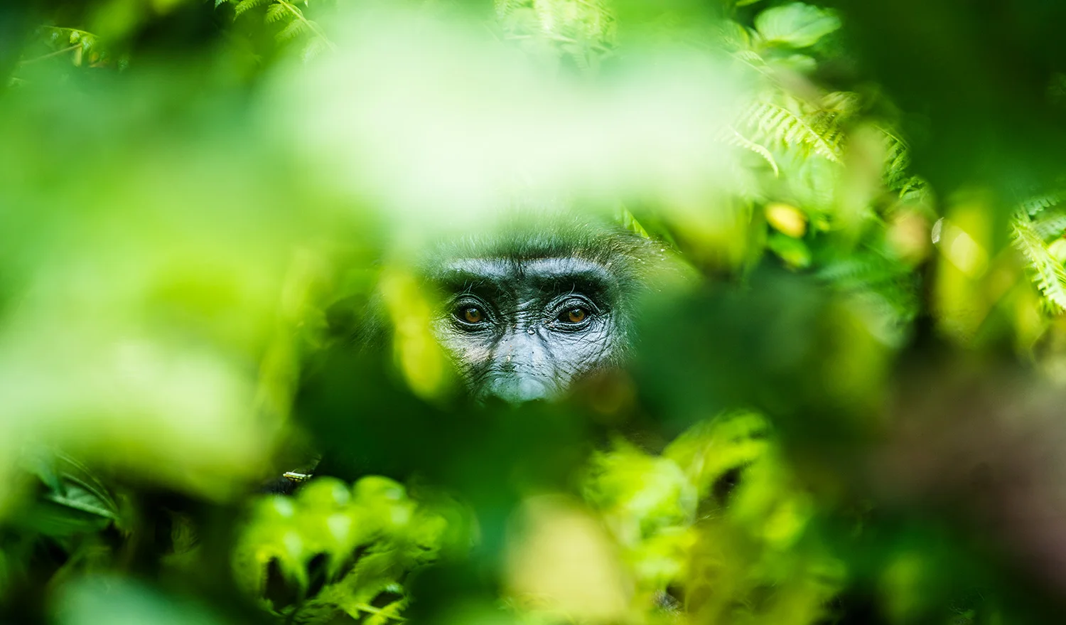 Mountain Gorilla in the Bwindi Mountains in Uganda