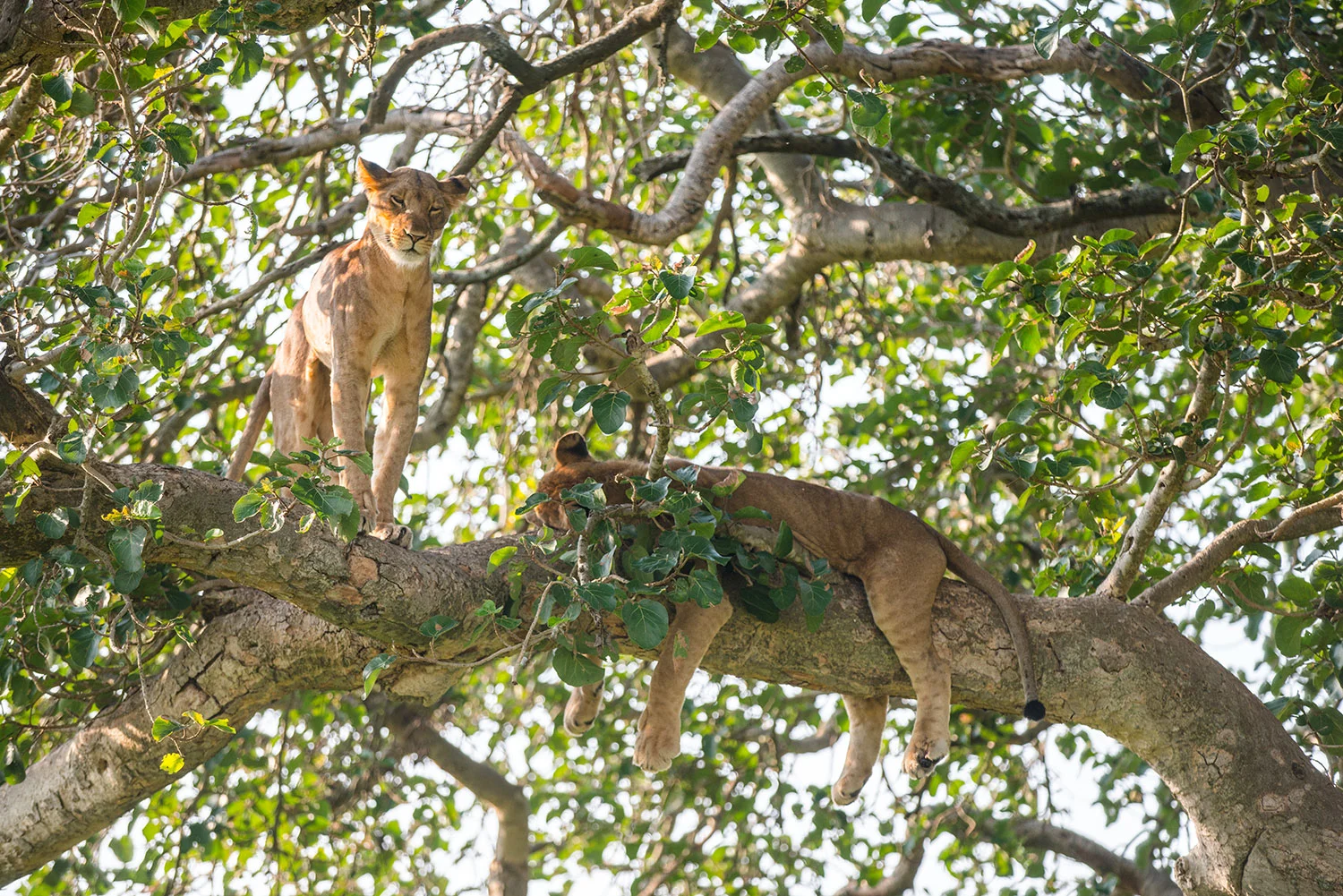 Tree Climbing Lions in Ishasha